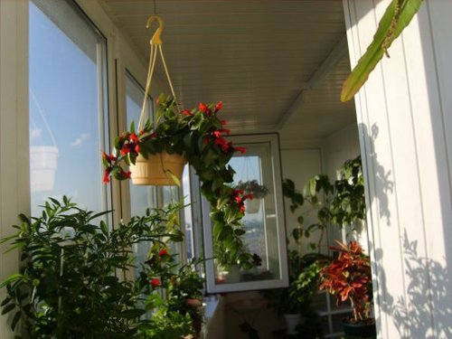 Зимний сад на балконе фото
